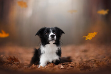 black and white border collie in autumn