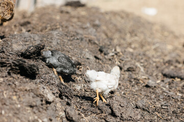 The chicken teaches the chickens to get food. chickens walk in the fresh air on a farm in the countryside. The bird walks freely around the chicken coop. Chickens on a farm on a sunny day