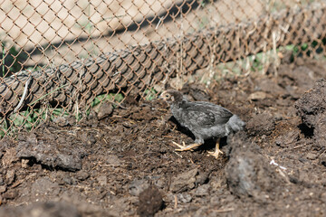 The chicken teaches the chickens to get food. chickens walk in the fresh air on a farm in the countryside. The bird walks freely around the chicken coop. Chickens on a farm on a sunny day