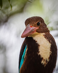 White throated Kingfisher a close up