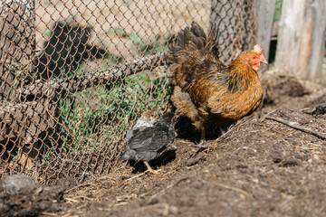 The chicken teaches the chickens to get food. chickens walk in the fresh air on a farm in the countryside. The bird walks freely around the chicken coop. Chickens on a farm on a sunny day