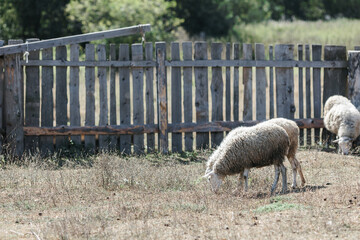 A few sheep and lambs graze during the day.
