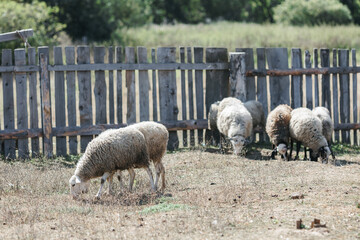 A few sheep and lambs graze during the day.