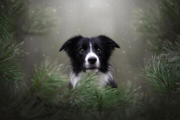 border collie dog detail of head in the forest