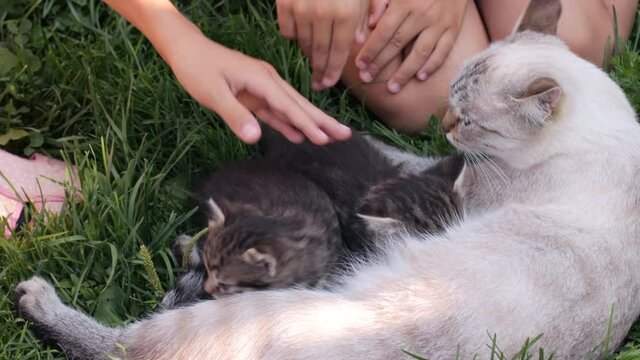 Girls petting a kittens on grass