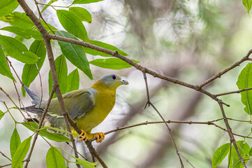 A Yellow footed Green Pigeon basking on tree