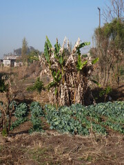 Rural farm in African savannah, Livingstone, Zambia