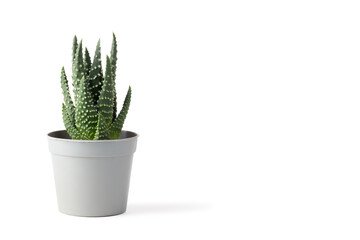 Succulent plant in a plastic pot isolated on white background. Haworthia Papillosa.