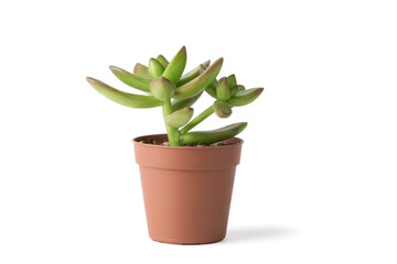 Succulent plant in a plastic pot isolated on white background. Sedum.