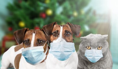 Cat and dogs under a christmas tree. Pets in mask. Coronavirus covid 19