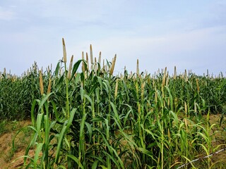 Fototapeta premium green field