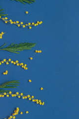 Mimosa flower branches on the blue background. Copy space 