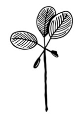 Clipart of outline wild plant. Hand drawn vector illustration. Black ink sketch of flora isolated on white. Botanical vintage element for design, card, print, decoration.