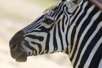 african animals safari with zebras