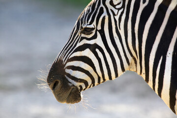 Fototapeta na wymiar african animals safari with zebras