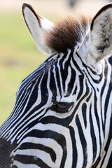 Fototapeta na wymiar african animals safari with zebras