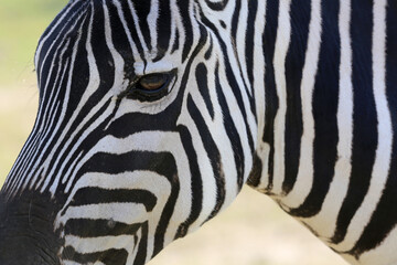 african animals safari with zebras
