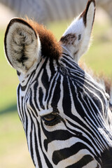 african animals safari with zebras