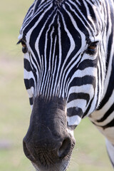 Naklejka premium african animals safari with zebras