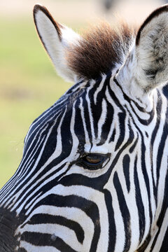 african animals safari with zebras