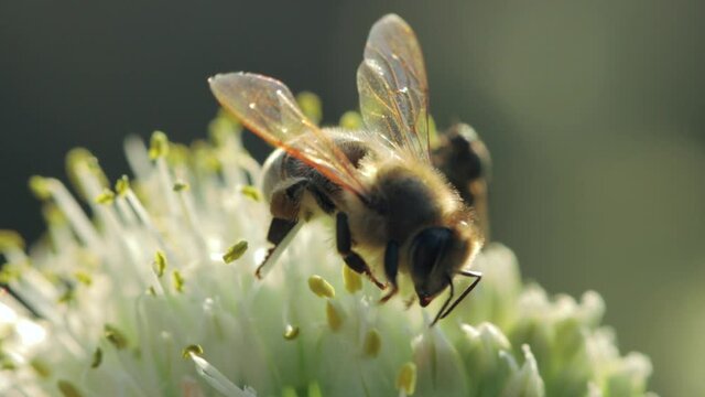 Honey bee collecting nectar and pollen