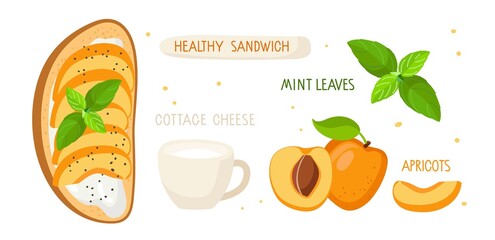 Tasty bruschetta with peach fruits, cottege cheese or cream cheese, mint leaf. Ingredients for toast preparation with inscriptions. Top view flat Vector for menu, cafe. Delicious snack for gourmets.