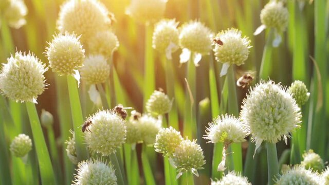 Honey bees and bumblebees collecting nectar and pollen
