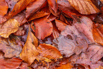 Feuilles mortes d'automne