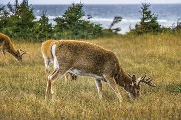 White-tailed deer on Anticosti Island, an island located in the St Lawrence estuary in Cote Nord region of Quebec, Canada