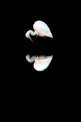 shell on black background