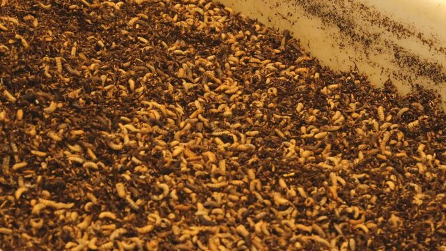 A macro shot of a group of maggots in 4K