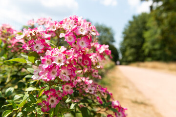 Obraz premium rote blüten im vordergrund