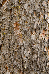 Bark of a tree horizontal