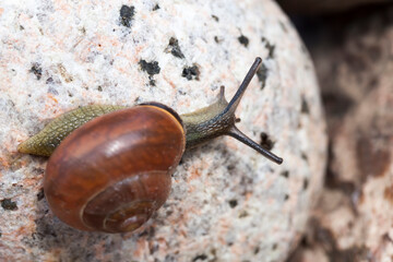 snail crawling on the rock