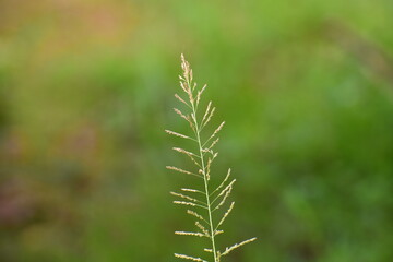 close up of green grass
