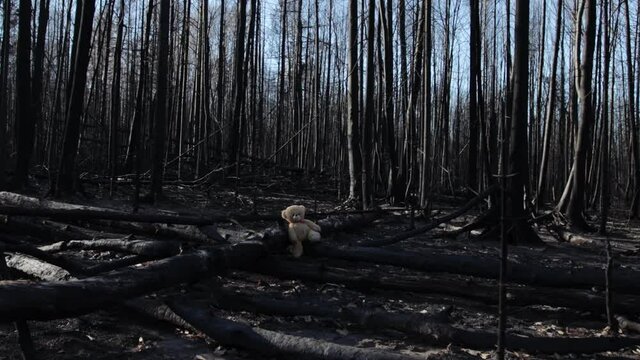 Teddy bear in burnt forest