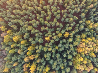 Aerial shot of a dense autumn forest.