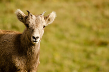 Naklejka na ściany i meble Young mountain sheep