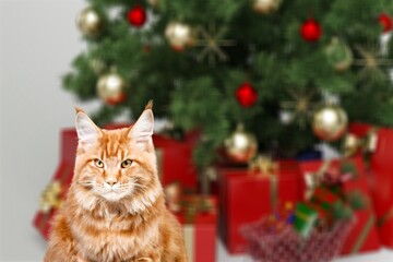 Adorable tabby cat sitting at wrapped gift boxes under christmas tree