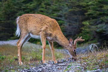 White-tailed deer on Anticosti Island, an island located in the St Lawrence estuary in Cote Nord region of Quebec, Canada