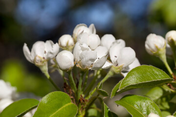 blooming white pear flowers in spring