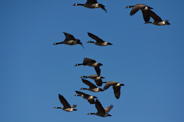A Flock of Geese Flying in the Blue Sky