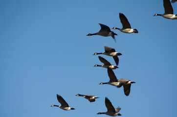 A Flock of Geese Flying in the Blue Sky