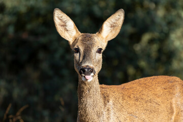 Female roe deer, capreolus capreolus. Horizontal closeup on lush bushes.