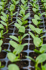Small seedlings grown in pots in a greenhouse