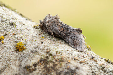 Gray moth crawling on tree branch