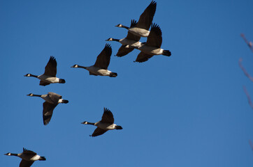 A Flock of Geese Flying in the Blue Sky