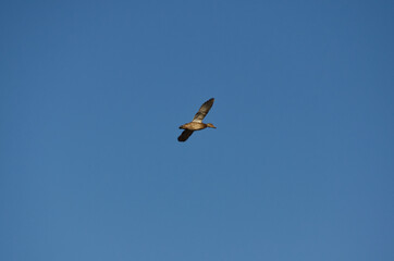 A Mallard Duck in Flight