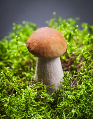 Assorted edible mushrooms on an old dark background. Vegetarian healthy product. Healthy lifestyle.