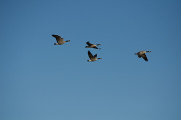 A Flock of Geese Flying in the Blue Sky
